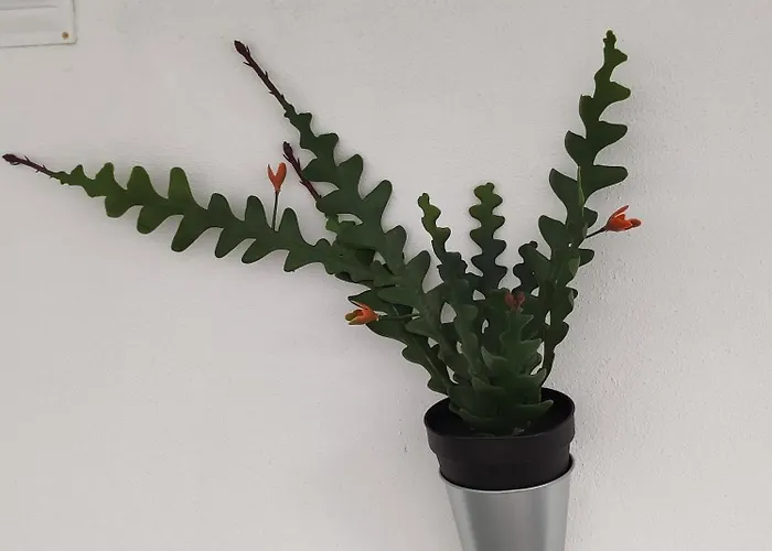 Divine Privatunterkunft Distrikt Faro